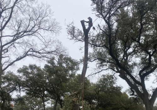 Expert Tree Care Service To Maximize Fix And Flip Profits In Leander, TX